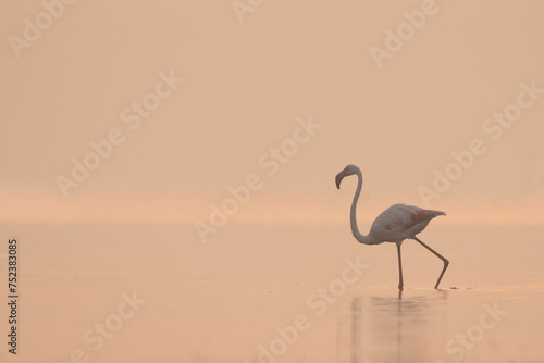 A Greater Flamingos wading during sunrise at Bhigwan bird sanctuary, India