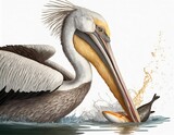 A majestic pelican captures a fish