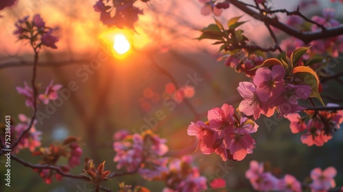 Cherry blossom branches foreground a radiant sunset, with petals highlighted by the soft, warm light of early spring.