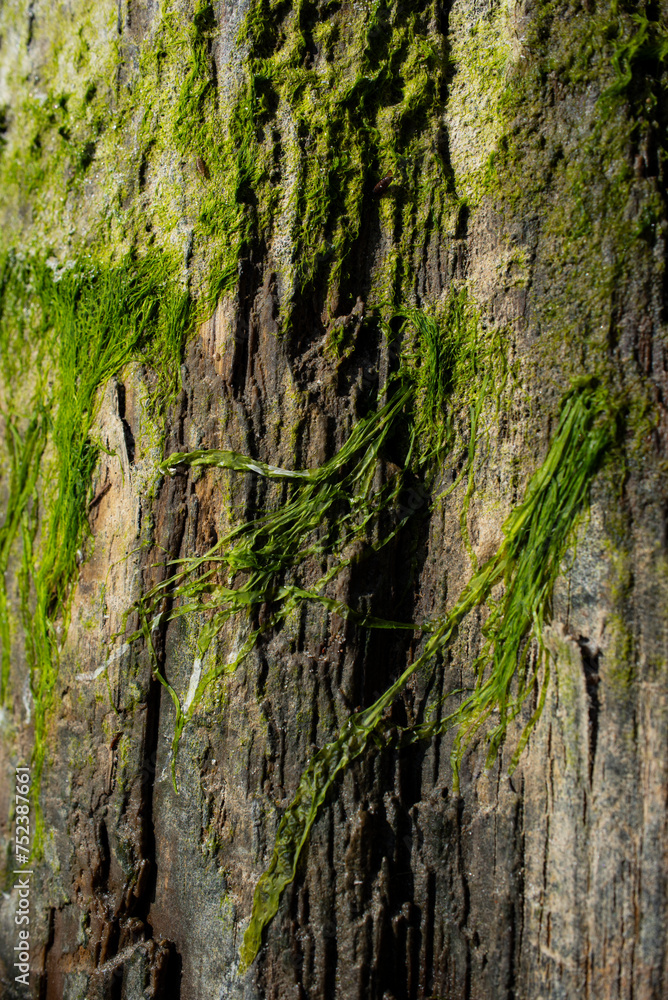 Wet tree bark covered with moss close-up with blurred areas Wet tree bark covered with moss close-up with blurred areas