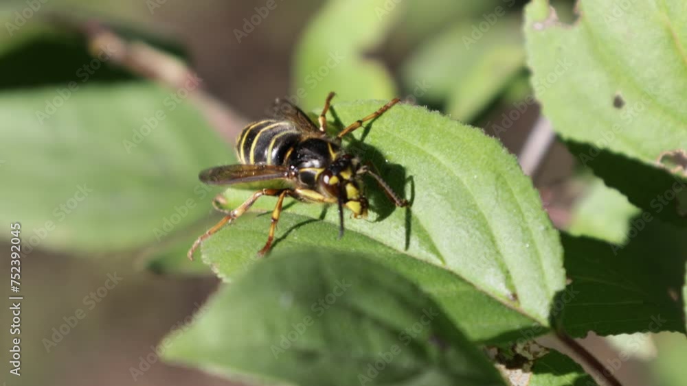 common european wasp closeup common european wasp closeup