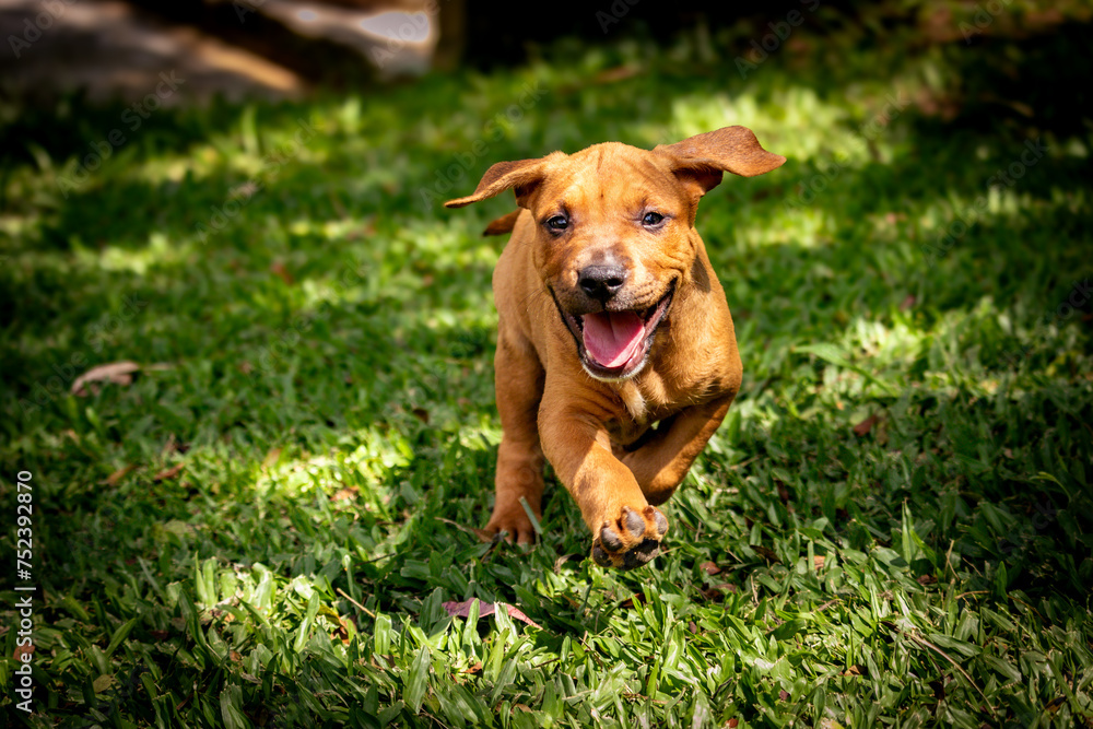 pit bull puppy