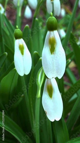 Galanthus nivalis - early blooming spring flowers, primroses - ephemeroids photo