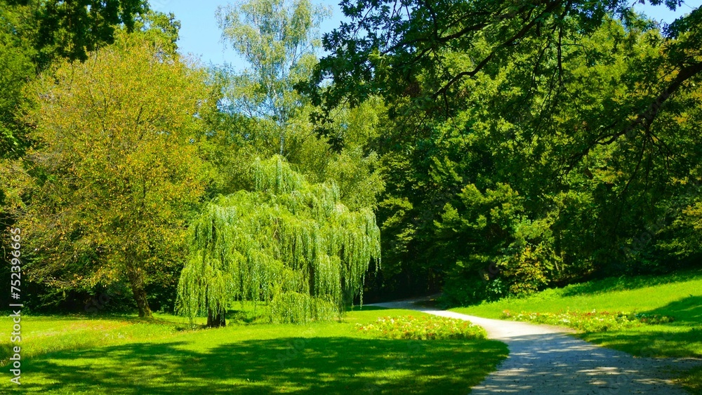 Naklejka premium Path in the green forest with big trees panoramic view