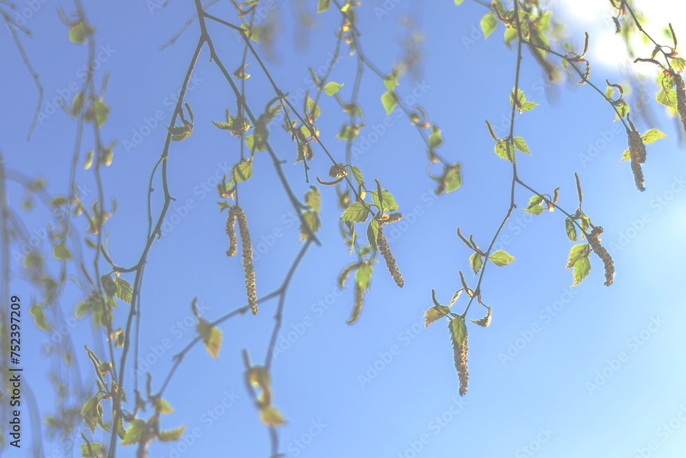 Blurred background with birch twigs, earrings and first leaves against blue sky. Spring mood