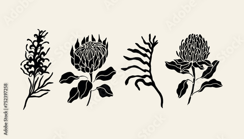 Flat vector grevillea, protea, kangaroo paw, waratah