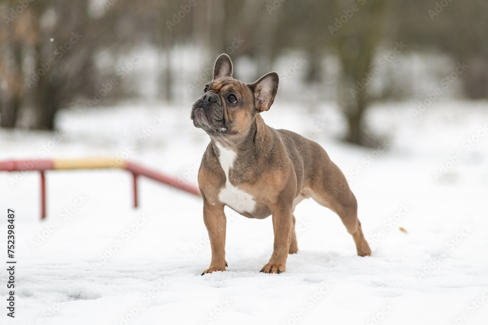 Young beautiful purebred French bulldog on a walk in winter.