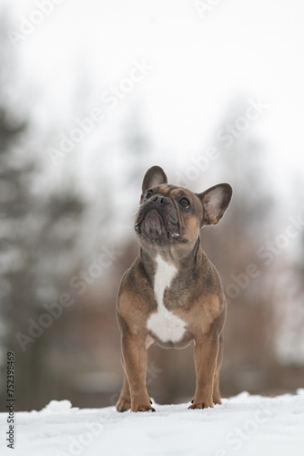 Young beautiful purebred French bulldog on a walk in winter. © shymar27