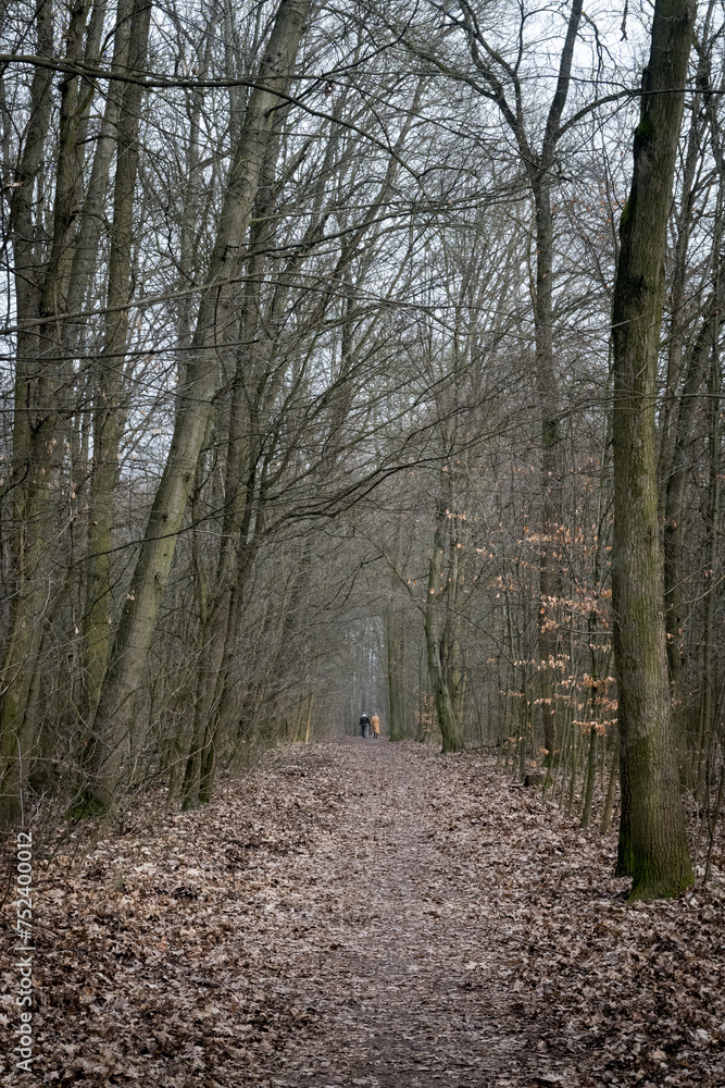 Obraz premium Droga spacerowa w lesie.