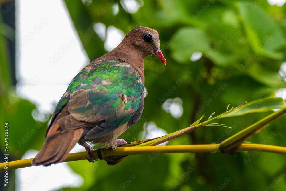 Obraz premium The emerald dove or common emerald dove (Chalcophaps indica), also called Asian emerald dove and grey-capped emerald dove