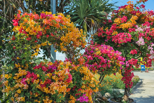 Colorful of Bougainvillea spectabilis (great bougainvillea) flowers. The beautiful multicolored of bougainvillea flowers planted in the garden. Nature background. Bougainvillea flower, Paper flower.