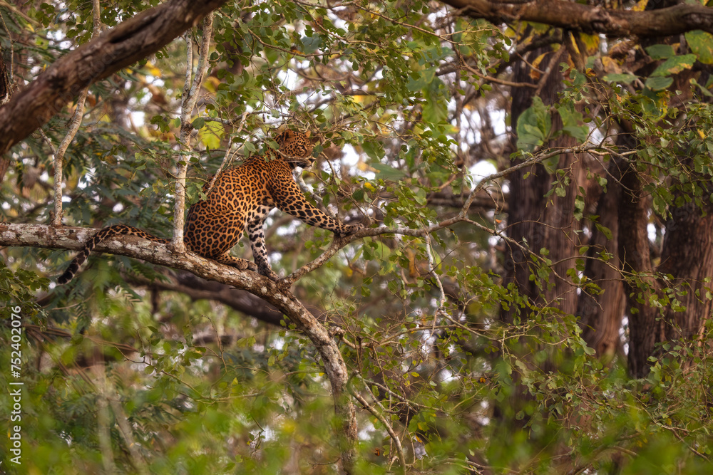 Obraz premium Indian Leopard - Panthera pardus fusca, beautiful iconic wild cat from South Asian forests and woodlands, Nagarahole Tiger Reserve, India.