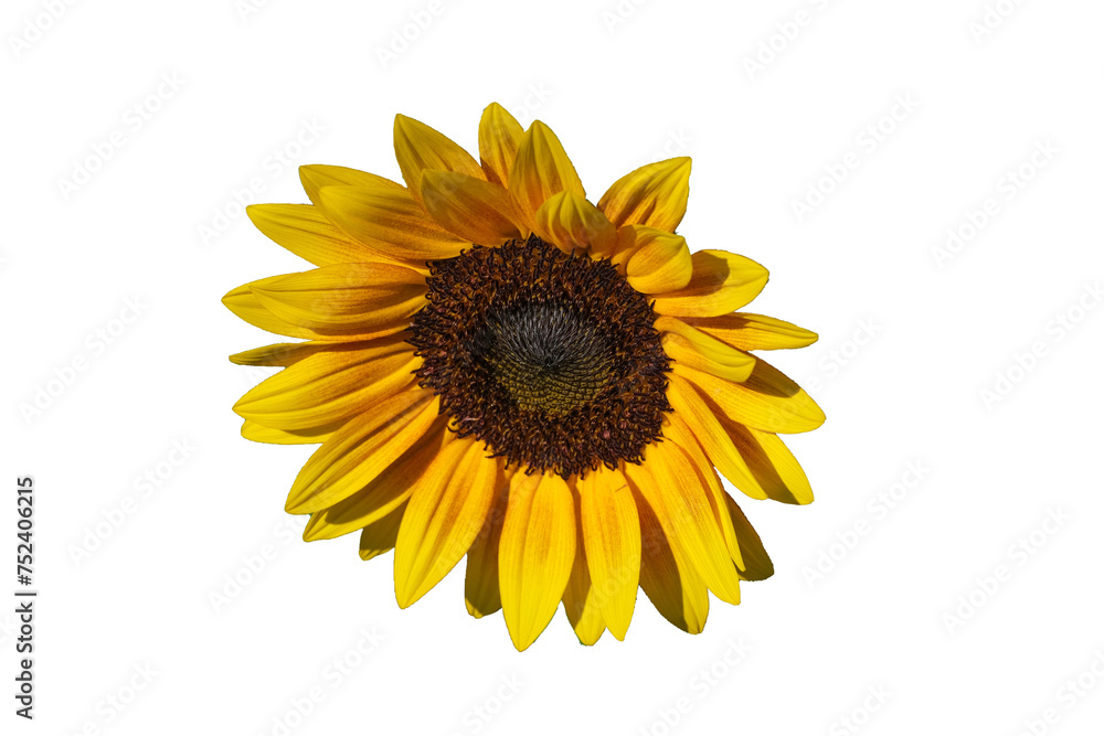 Sunflowers isolated on white background. Make clipping path. Sunflowers isolated on white background. Make clipping path.