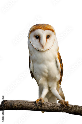 Owl at sunset. Barn owl, Tyto alba, perched on branch in last sun rays. Beautiful white owl with heart-shaped face. Colorful autumn in wild nature. Wildlife. Hunting bird on forest meadow.