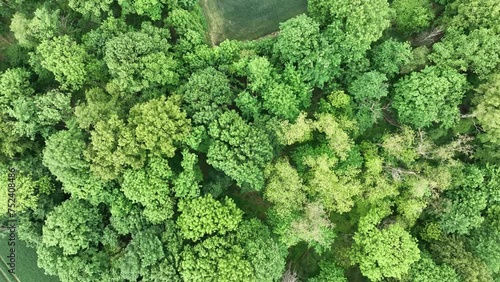Aerial drone view of heart-shaped  forest surrounded byg reen blooming  field in Poland. Trees of love, Heart made of trees in Skarszyn.
Summer agricultural green fields in the countryside heart shape photo