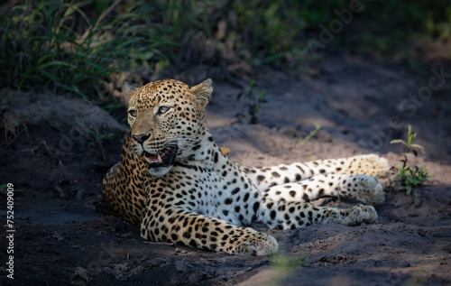 Portrait of a leopard in its natural habitat in Kruger National Park