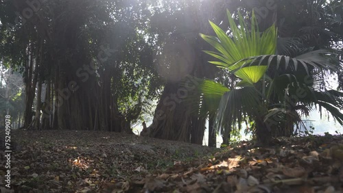 Livistona jenkinsiana, commonly called as Major Jenkins' fan palm or Assam fan palm tree, backlit and leaves swaying in wind. Botanical garden, Howrah, India. photo