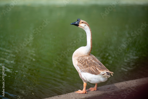 A Chinese goose stood by the pond with its head held high. The view next to Yuanxingtang Temple. Niuzhuang, Shanhua District, Tainan City. photo