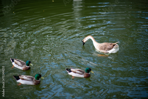 There is a Chinese goose and three mallard ducks in the pond. The view next to Yuanxingtang Temple. Niuzhuang, Shanhua District, Tainan City. photo