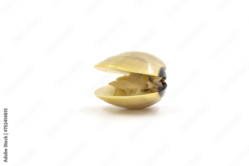 Closed up fresh baby clams, venus shell, shellfish, carpet clams, short necked clams, as raw food from the sea are the seafood ingredients. fresh clams Background. Closed up fresh baby clams, venus shell, shellfish, carpet clams, short necked clams, as raw food from the sea are the seafood ingredients. fresh clams Background.