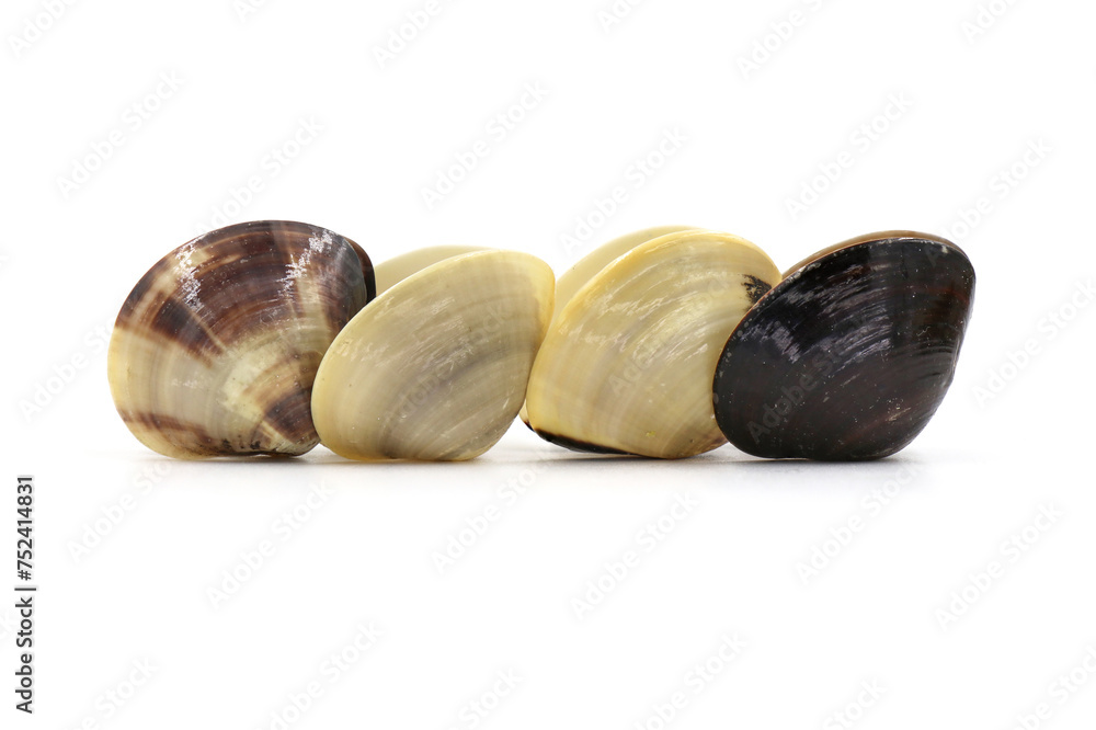 Closed up fresh baby clams, venus shell, shellfish, carpet clams, short necked clams, as raw food from the sea are the seafood ingredients. fresh clams Background. Closed up fresh baby clams, venus shell, shellfish, carpet clams, short necked clams, as raw food from the sea are the seafood ingredients. fresh clams Background.