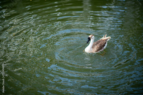 A Chinese goose is swimming in the pond. The view next to Yuanxingtang Temple. Niuzhuang, Shanhua District, Tainan City. photo