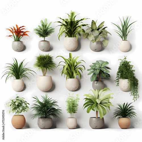 Collection of beautiful plants in ceramic pots isolated on white background.