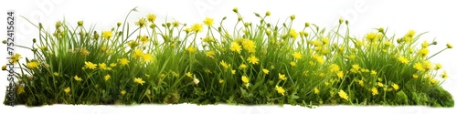 Green Grass Border with Yellow Flowers Isolated on White