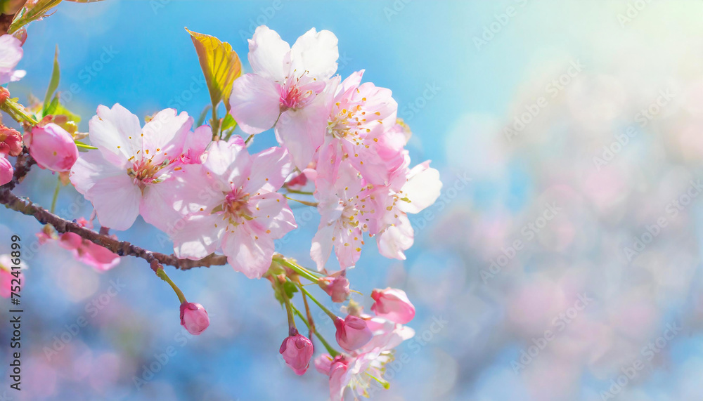 青空に映える桜 青空に映える桜