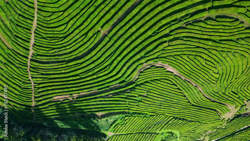 Aerial tea plantation rows growing in countryside. Beautiful agricultural farm.