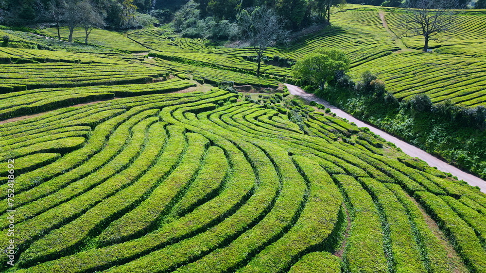 Beautiful tea plantation landscape drone shot. Lush green farmland in summer. Beautiful tea plantation landscape drone shot. Lush green farmland in summer.