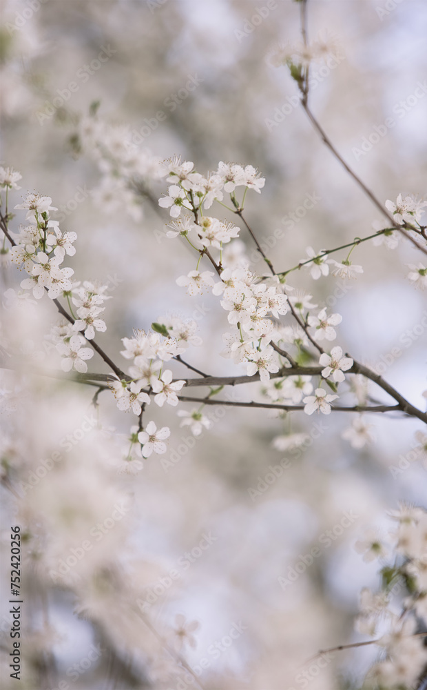 Weiße Blüten im Frühjahr - Duft der Kirscheblüte