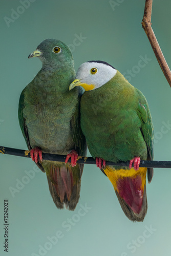 The black-naped fruit dove (Ptilinopus melanospilus), also known as the black-headed fruit dove photo