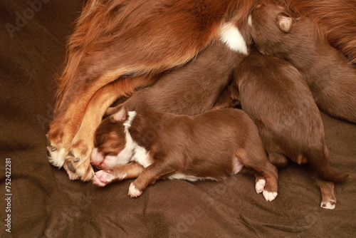 A mother dog is nursing her puppies
