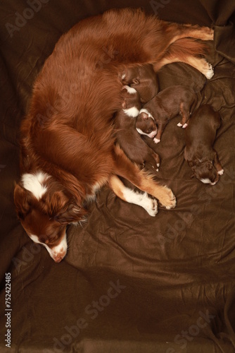 A mother dog is laying on a bed with her puppies