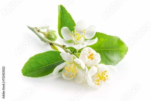 a white flowers and green leaves