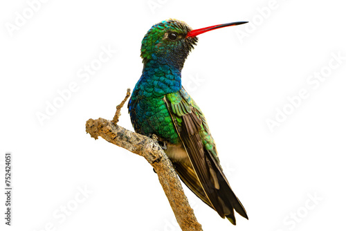 Broad-billed Hummingbird (Cynanthus latirostris) High Resolution Photo, Perched in an Isolated PNG Background photo