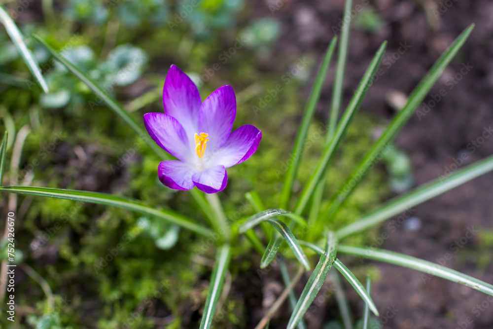 crocus flowers - one of spring flowers crocus flowers - one of spring flowers