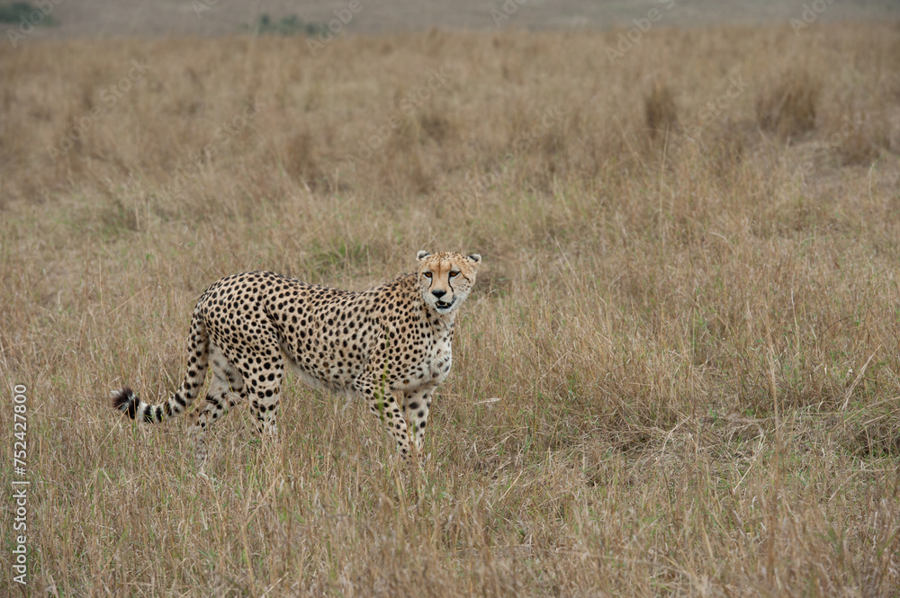 cheetah in the vast wilderness of Africa cheetah in the vast wilderness of Africa