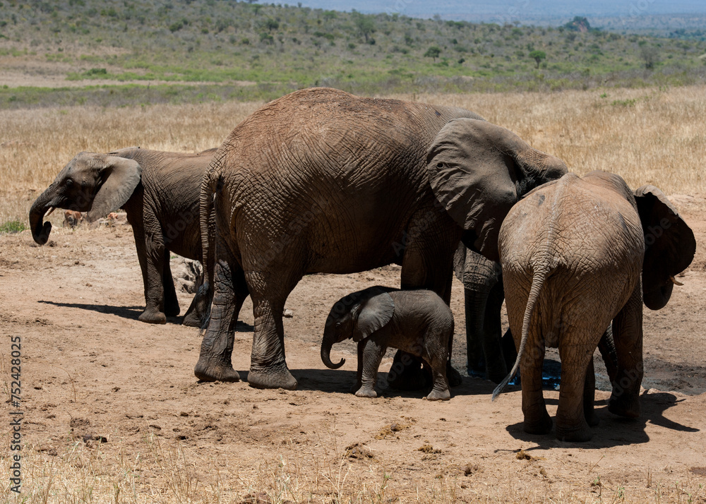 Fototapeta premium big elephant in the savannah of Africa