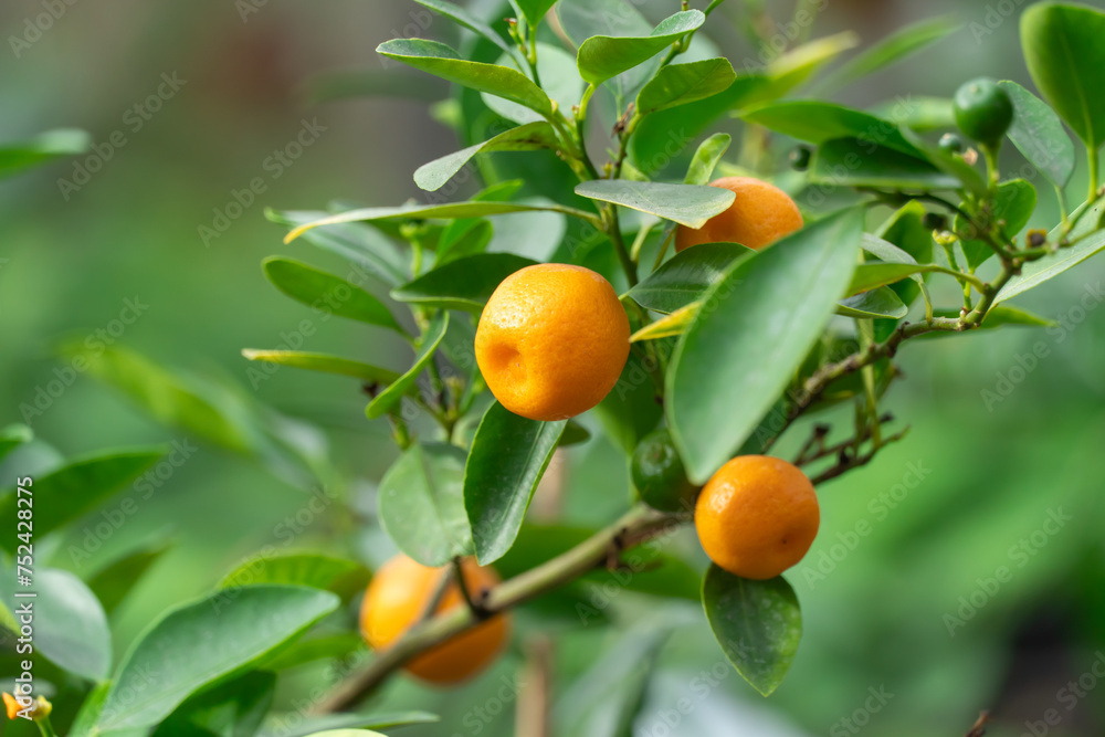 Small fruit citrus kumquat on tree in garden close-up. Ornamental houseplant fortunella japonica in glasshouse. Golden orange with an edible sweet rind and acid pulp. Asian shrub fortunella margarita. Small fruit citrus kumquat on tree in garden close-up. Ornamental houseplant fortunella japonica in glasshouse. Golden orange with an edible sweet rind and acid pulp. Asian shrub fortunella margarita.