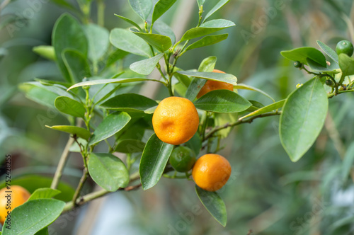 Small fruit citrus kumquat on tree in garden close-up. Ornamental houseplant fortunella japonica in glasshouse. Golden orange with an edible sweet rind and acid pulp. Asian shrub fortunella margarita.