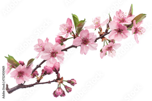 Pink cherry blossoms on branch on transparent background - stock png. © BraveSpirit