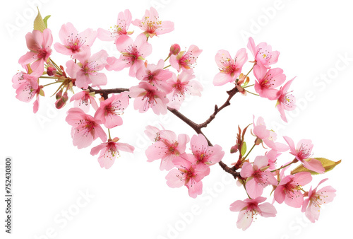 Pink cherry blossoms on branch on transparent background - stock png.