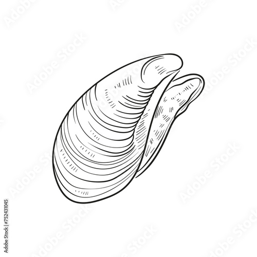 Hand-drawn, engraved line illustrations of realistic mollusk shells in various forms. Perfect for marine-themed designs. Black and white sketches on a navy peony background, including starfish.