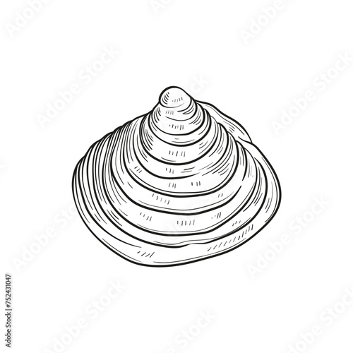 Hand-drawn, engraved line illustrations of realistic mollusk shells in various forms. Perfect for marine-themed designs. Black and white sketches on a navy peony background, including starfish.