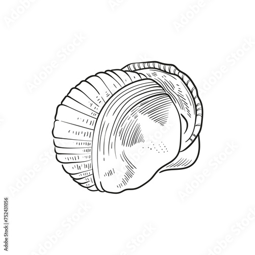 Hand-drawn, engraved line illustrations of realistic mollusk shells in various forms. Perfect for marine-themed designs. Black and white sketches on a navy peony background, including starfish.