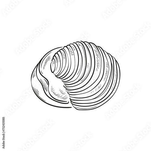 Hand-drawn, engraved line illustrations of realistic mollusk shells in various forms. Perfect for marine-themed designs. Black and white sketches on a navy peony background, including starfish.