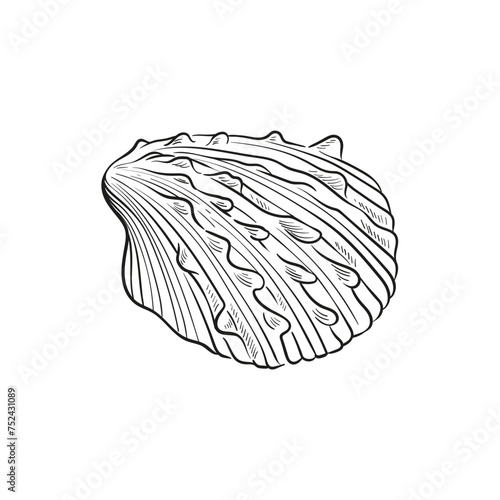 Hand-drawn, engraved line illustrations of realistic mollusk shells in various forms. Perfect for marine-themed designs. Black and white sketches on a navy peony background, including starfish.