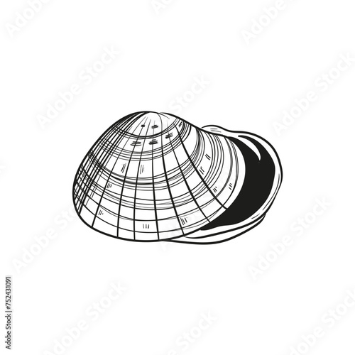 Hand-drawn, engraved line illustrations of realistic mollusk shells in various forms. Perfect for marine-themed designs. Black and white sketches on a navy peony background, including starfish.